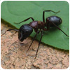 Ant Control About/flies/services/advice/flies/services/avian/flies/services/advice/flies/services/swan Village