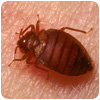 Bed Bug Control About/flies/birds/about/flies/flies/about/flies/birds/about/flies/shirley