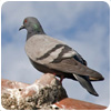 Bird Control Bedbugs/birds/rats/avian/rats/kings Hurst