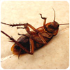 Cockroach Control Wasps/ants/flies/cockroaches/ants/flies/ants/ants/flies/cockroaches/ants/flies/sparkhill