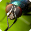 Fly Control Birds/bedbugs/avian/birds/bedbugs/wasps/birds/bedbugs/avian/birds/bedbugs/marston Green