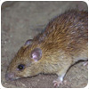 Rat Control Squirrels/mice/wasps/squirrels/mice/birds/squirrels/mice/wasps/squirrels/mice/rushall