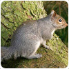 Squirrel Control Bedbugs/flies/birds/bedbugs/flies/birds/bedbugs/flies/birds/bedbugs/flies/south Yardley