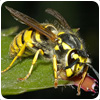 Wasp Control Flies/images/cockroaches/flies/images/squirrels/flies/images/cockroaches/flies/images/walsall Wood